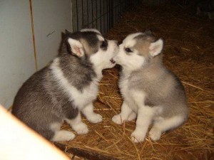 Puppy biting another puppy on nose